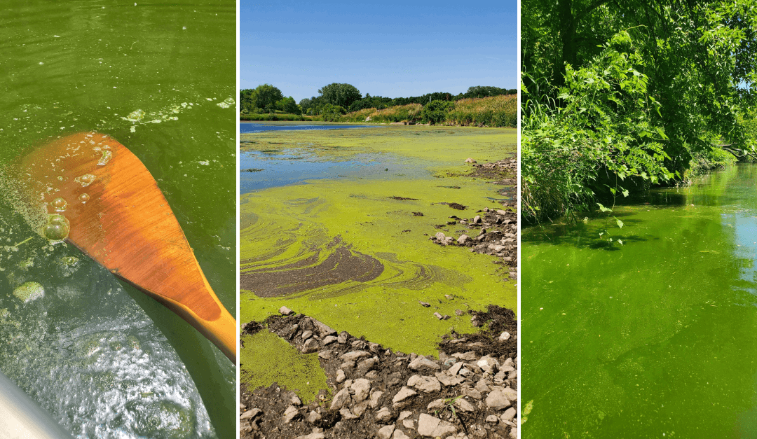 Iowa Paddlers Sick of State’s Green, Polluted Water