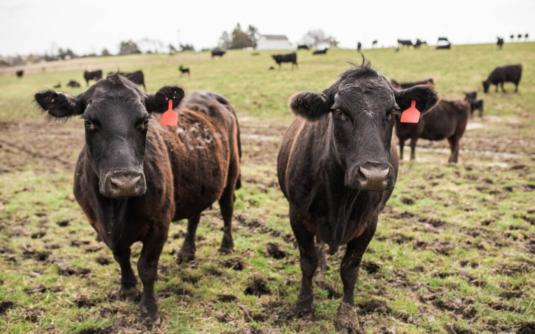 Iowa farms pay the price for Trump-Musk USDA cuts