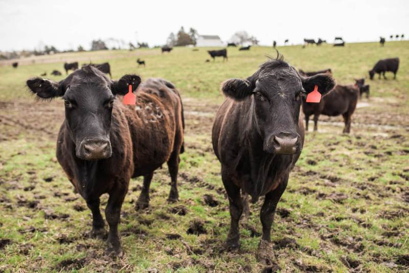 Iowa cattle on a farm in Winterset, Iowa, in 2022.