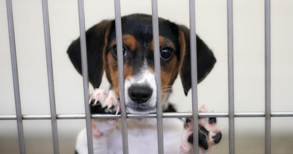 Iowa Again Ranks As One Of The Worst States For Puppy Mills