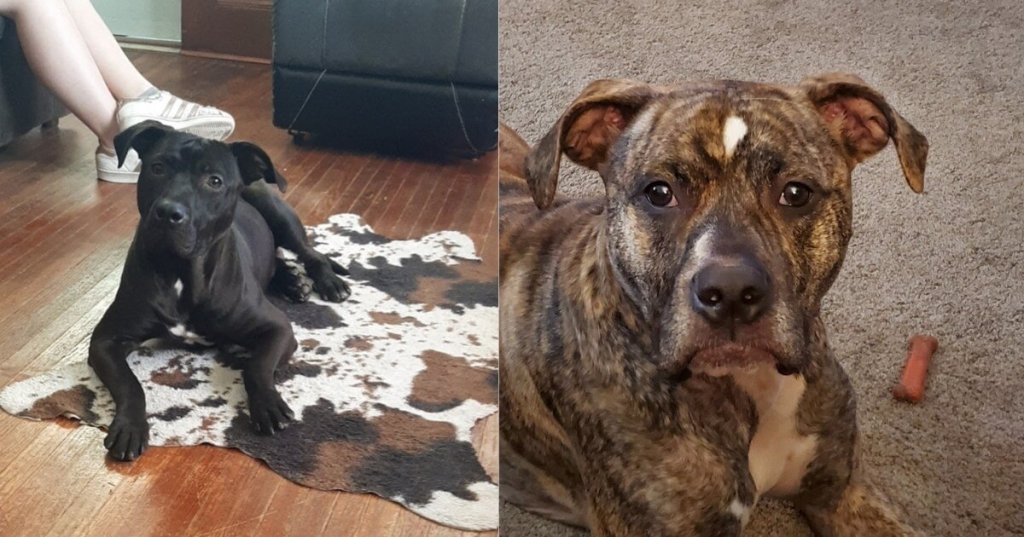 Keystone, Iowa, Families Fight To Save Pet Pit Bulls