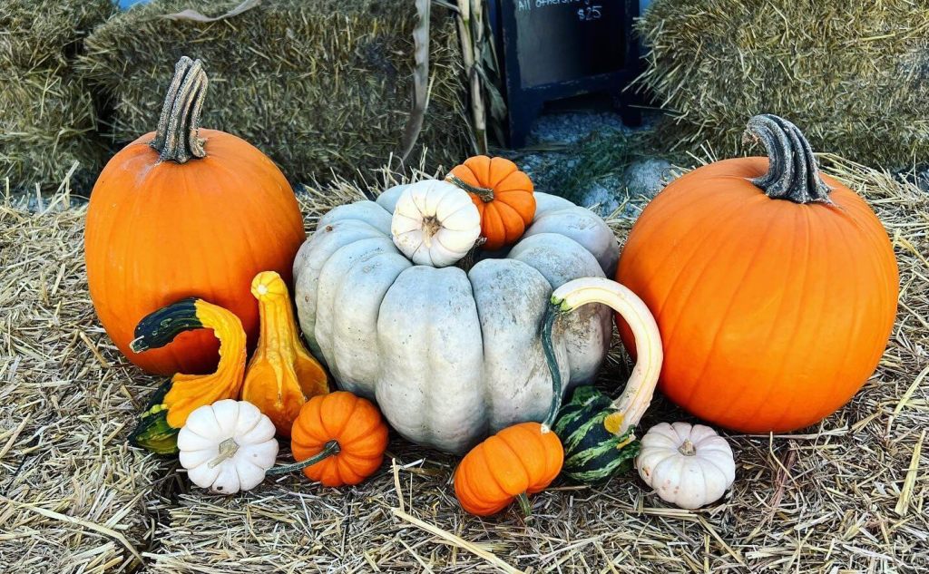 6 ‘Gourd-geous’ Pumpkin Patches You Can Visit In Iowa