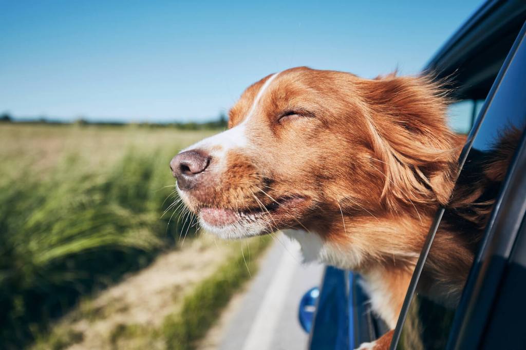 Traveling With Your Pup? Here Are 6 Pet-Friendly Iowa Attractions.