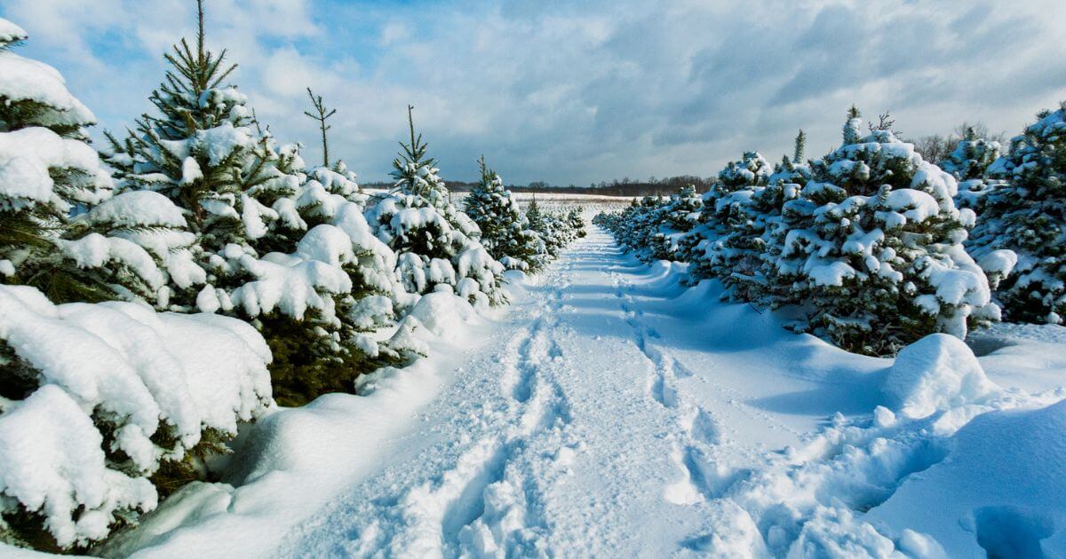 6 Christmas Tree Farms In Iowa That Are Still Open 6 Christmas Tree Farms In Iowa That Are Still Open