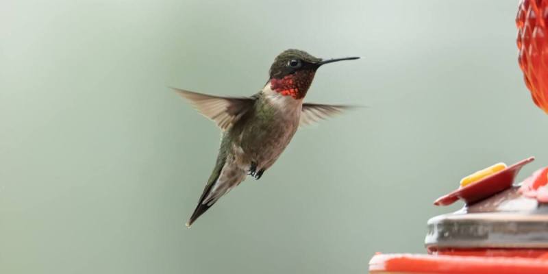 A hummingbird hovers next to a red feeder.