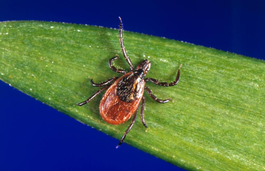 Tick Season Has Arrived in Iowa: Follow These Simple Steps to Stay Safe