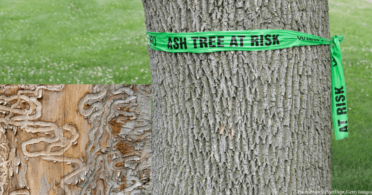 State Offering Grants to Replace Trees Killed by Emerald Ash Borer