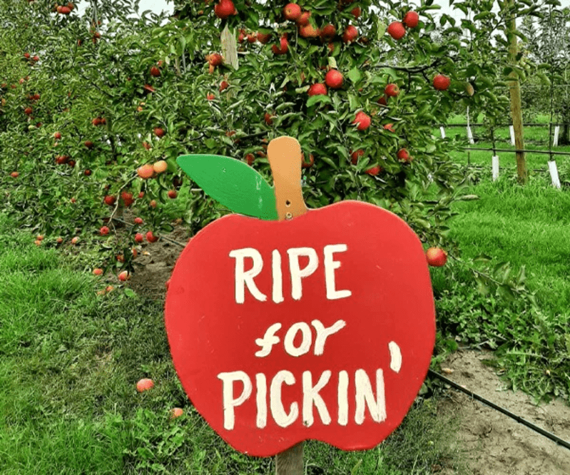 Your Ultimate Guide to U-Pick Hotspots in Iowa