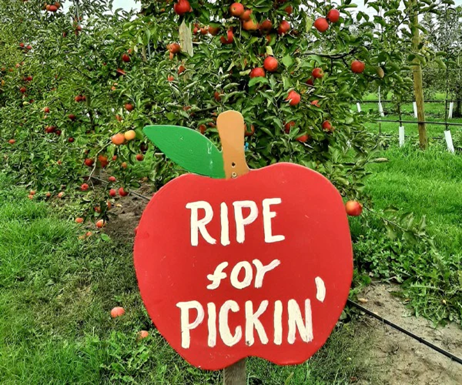 Your Ultimate Guide to U-Pick Hotspots in Iowa