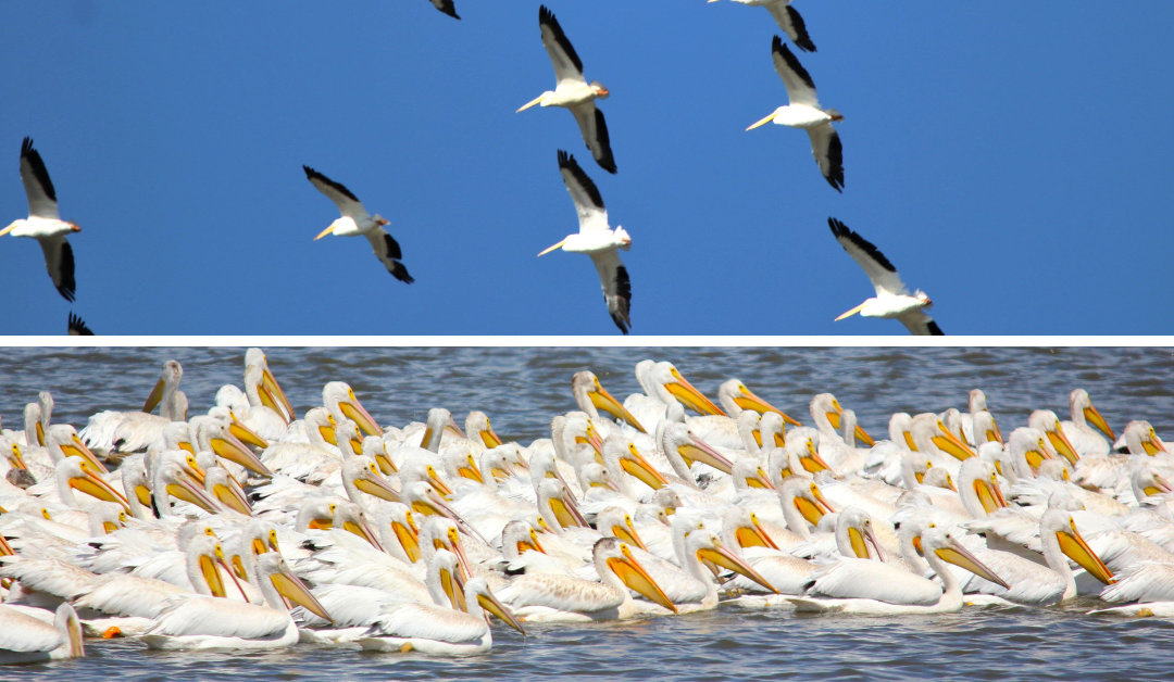 Pelicans Are Migrating Through Iowa Now. Here’s How to See Them