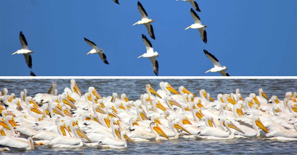 Pelicans Are Migrating Through Iowa Now. Here’s How to See Them