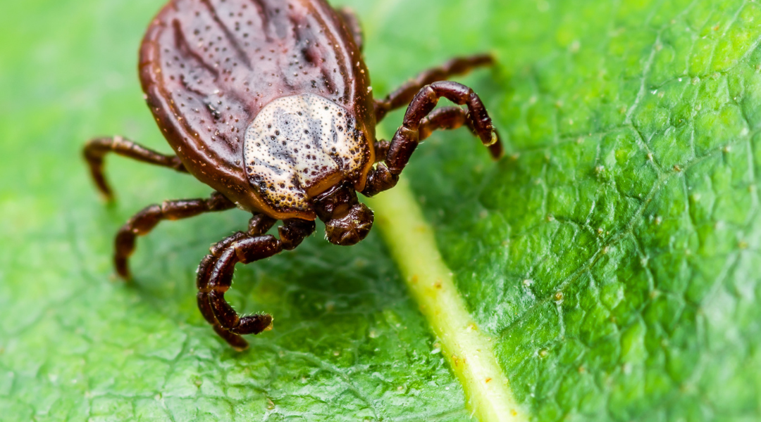 11 Tick-Borne Illnesses And What To Watch Out For During Your Outdoor Adventures