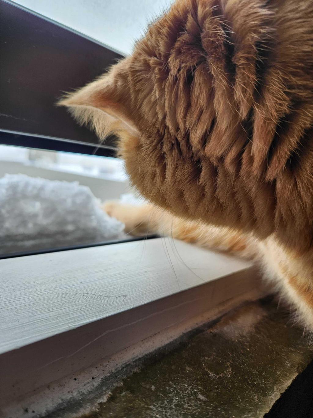 Positively Iowa: A Pink Bus Got Them to Hawai’i