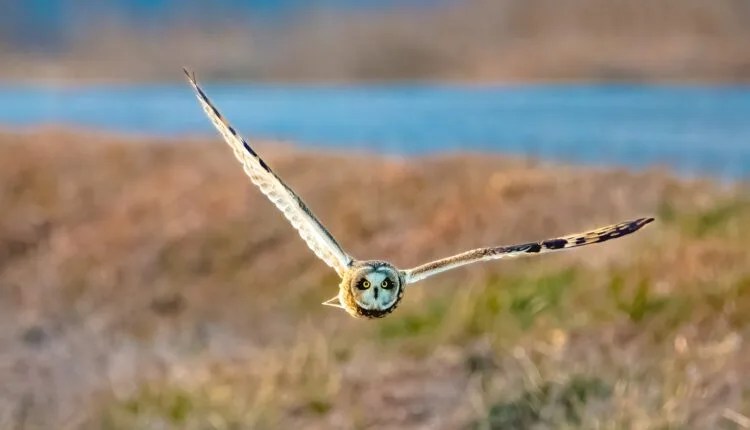 The No. 1 Wildlife Refuge In The Nation Is Right Here In Iowa