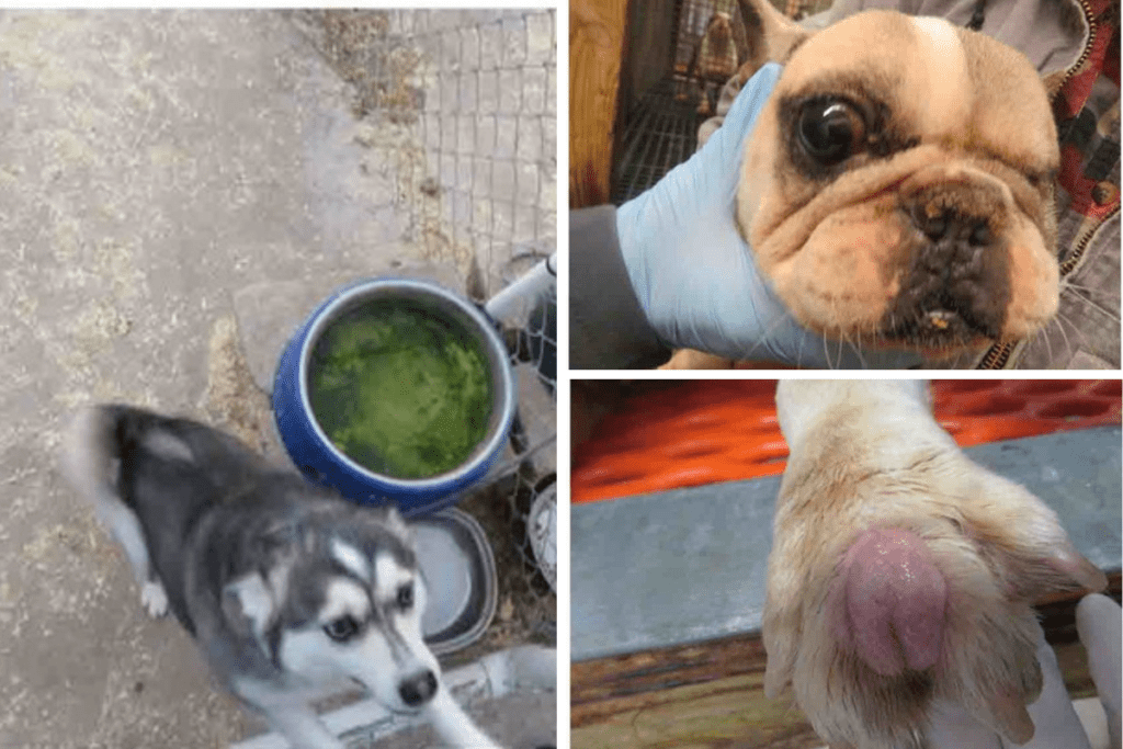 Three photos from puppy mills taken by the USDA, laid out with one on the side and two stacked. Left image is a dog in a pen with moldy water. Top image is a dog with a bulging, infected eye with a gloved hand presenting the dog's face to the camera. Bottom image is a dog's paw with a large wound, presented to the camera.