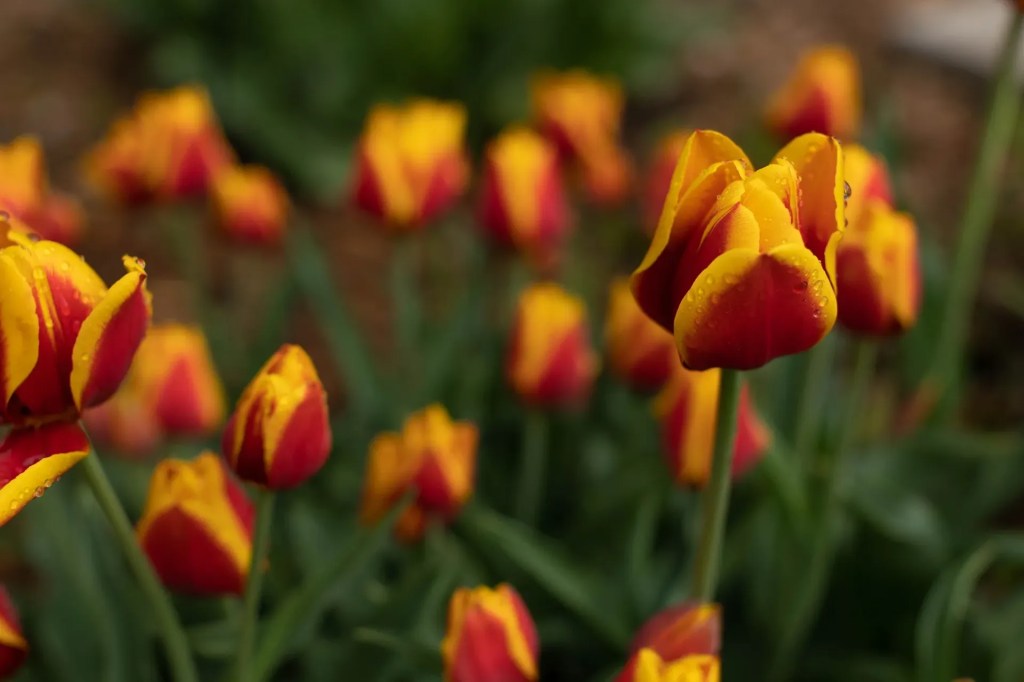 Tiptoe Through the Iowa Tulips 🌷