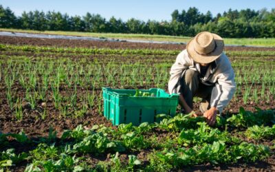 Coalition proposes radical solution to food insecurity: Iowa farmers