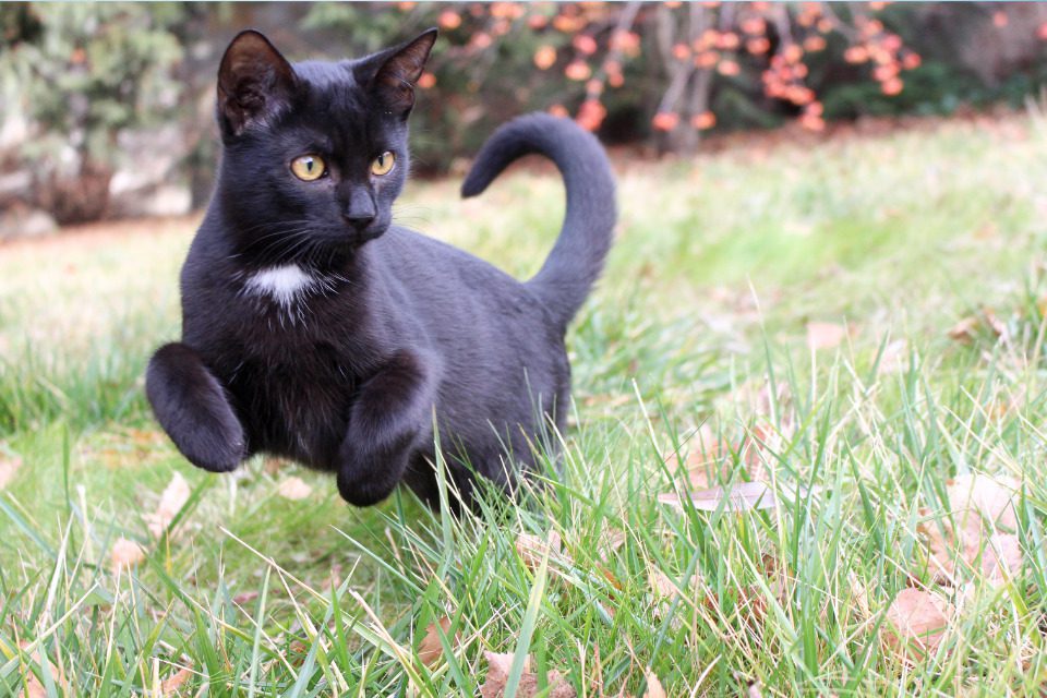 A black cat frolicking in the grass.