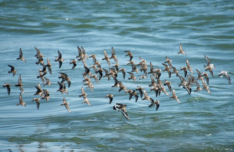 Fall bird migrations in Iowa: What to know