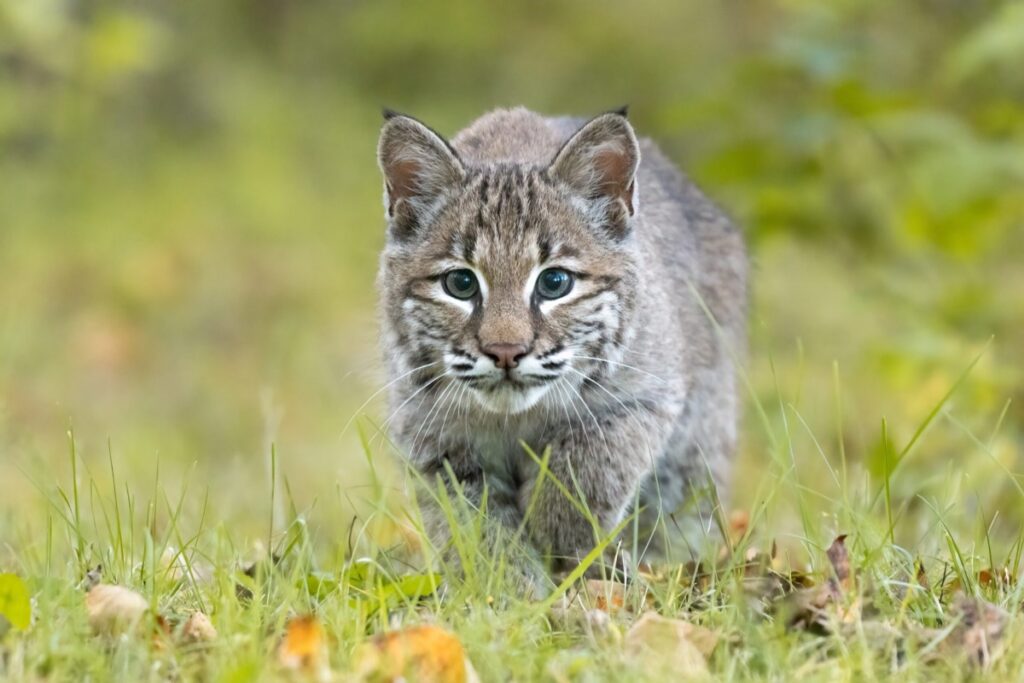 Bobcat in the grass.