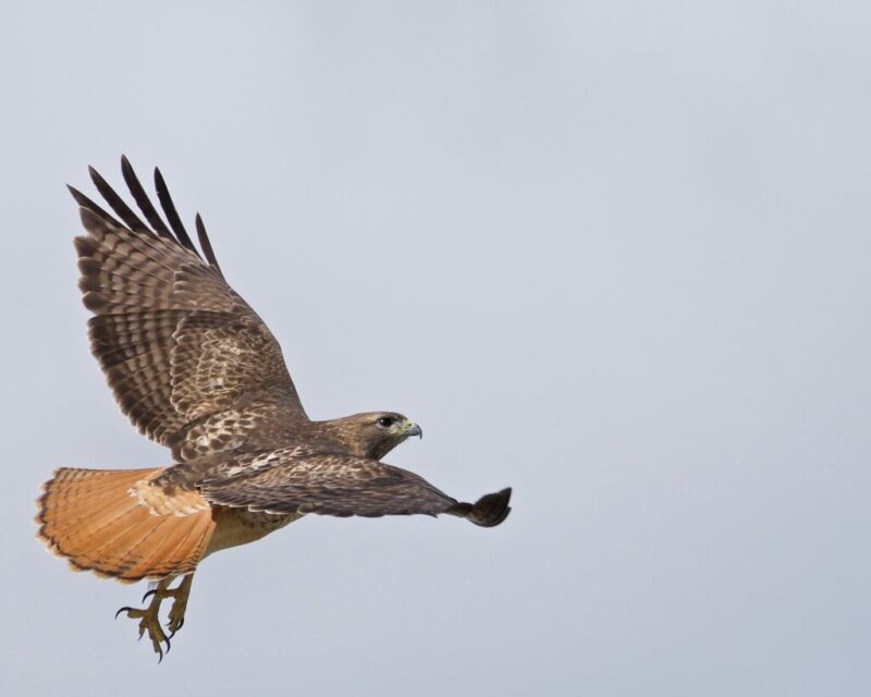 Fall bird migrations in Iowa: What to know