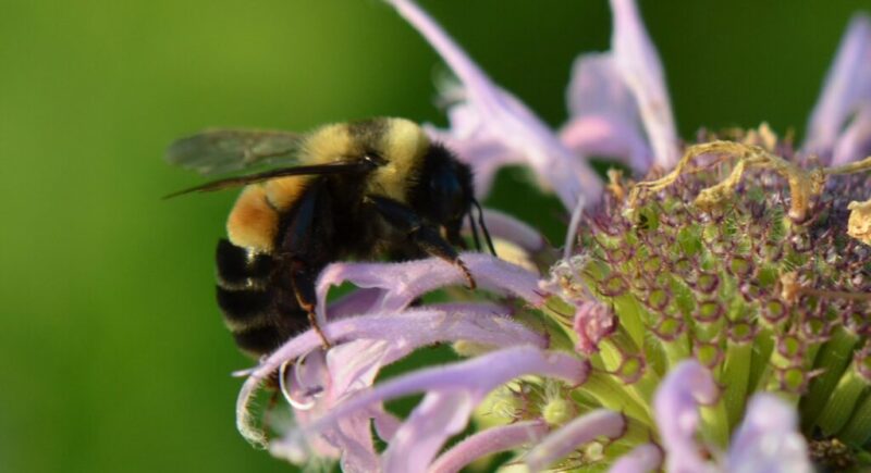 Get to know 12 endangered species in Iowa