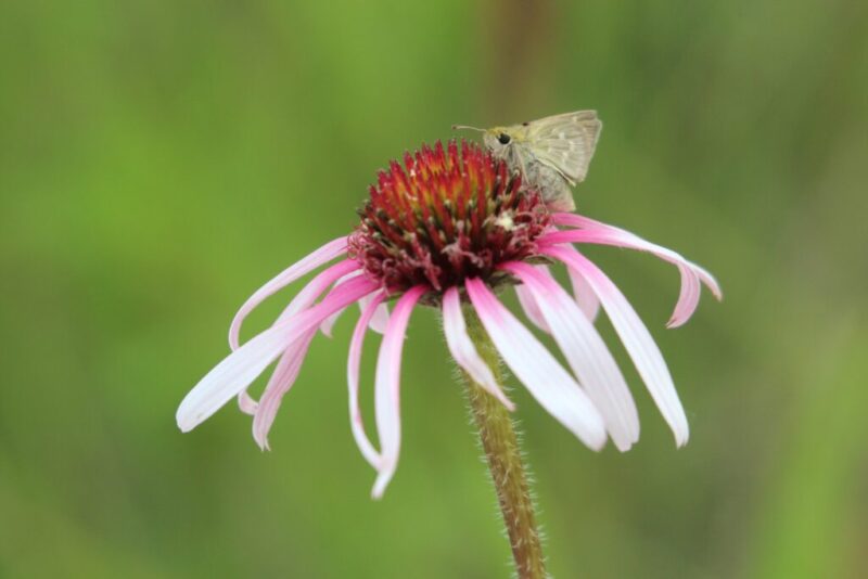 Get to know 12 endangered species in Iowa