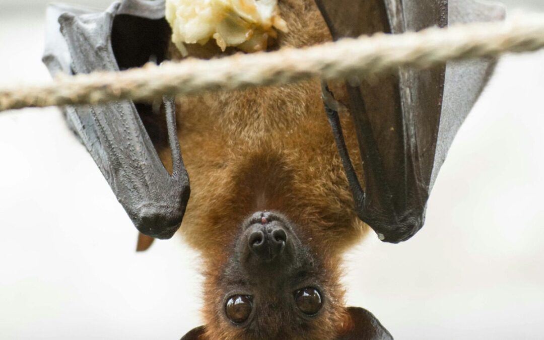 Go Batty: October is Bat Appreciation Month