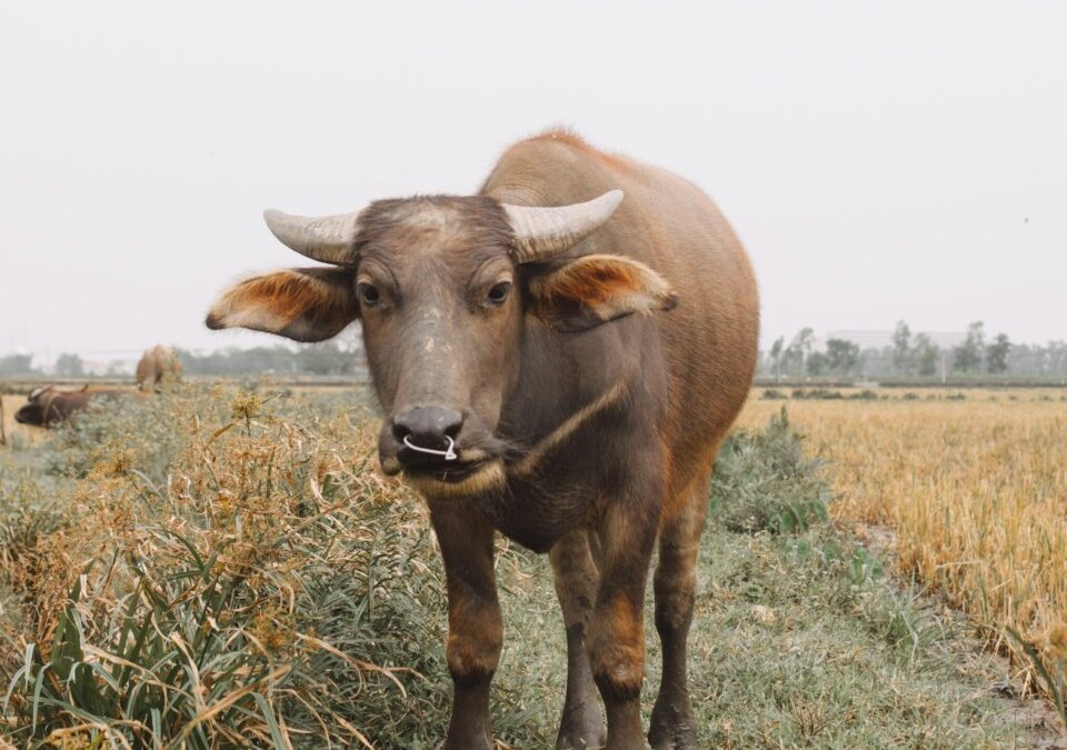 The 9 weirdest Iowa news stories from 2024