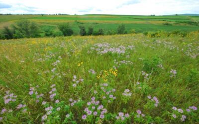 Want to see wildflowers in Iowa? Head to these 8 trails