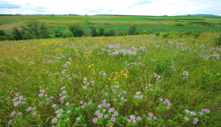 Want to see wildflowers in Iowa? Head to these 8 trails