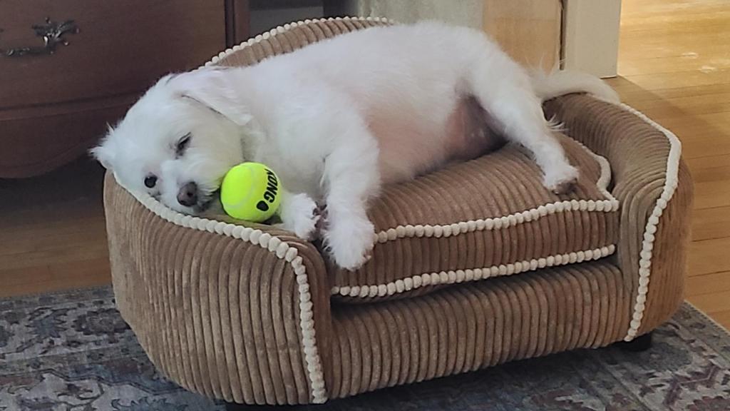 ❗️ Joni Ernst Defends Medicaid Cuts: ‘We Are All Going to Die’