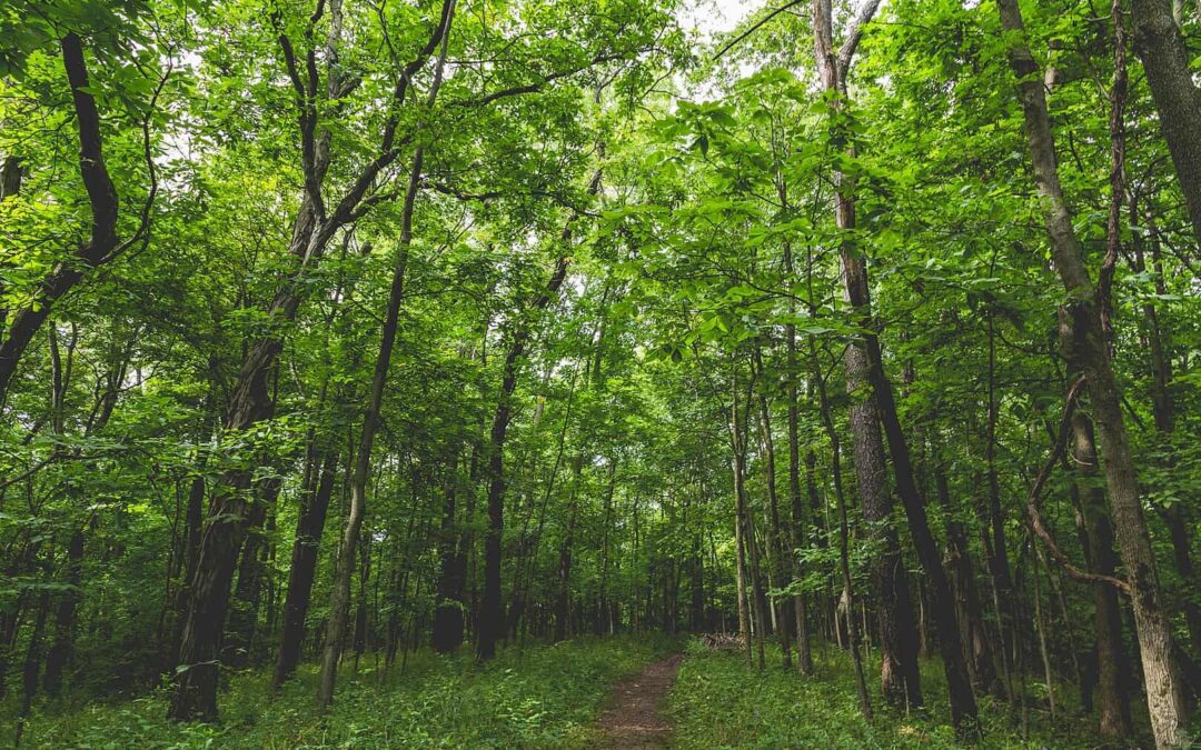 Explore the vision for West Des Moines’ Legacy Woods