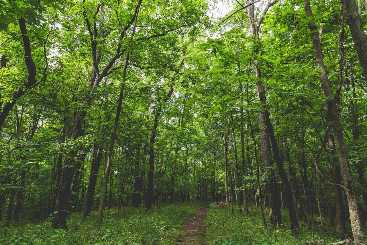 Explore the vision for West Des Moines’ Legacy Woods Explore the vision for West Des Moines’ Legacy Woods