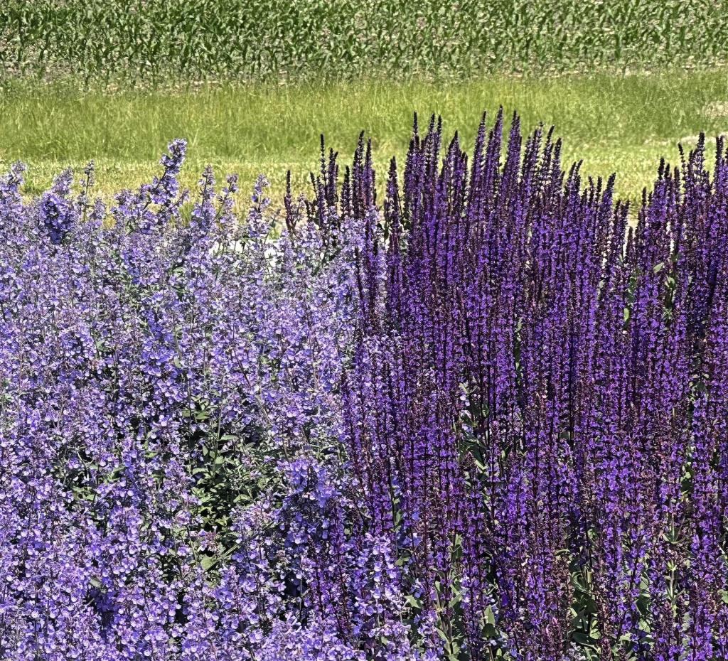 💜 Iowa legislator pens book on fleeing war as a child