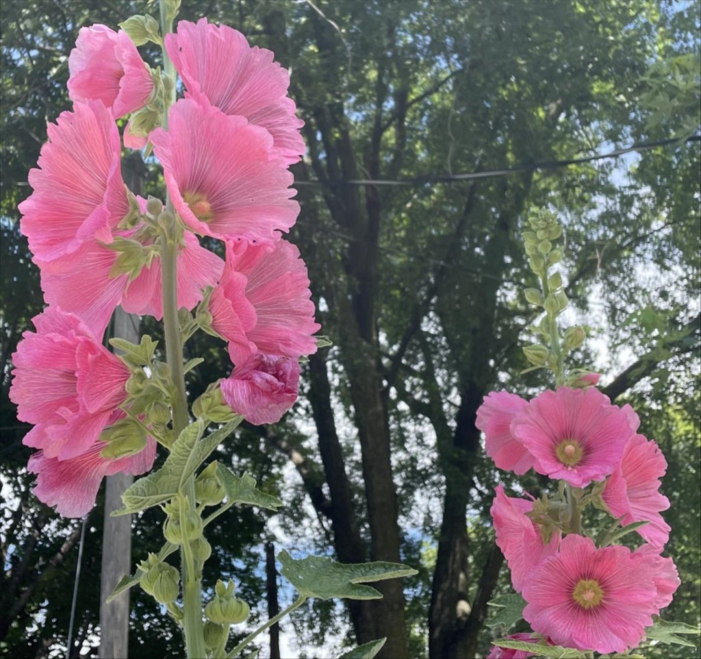 BREAKING: Joni Ernst won’t run, per CBS News