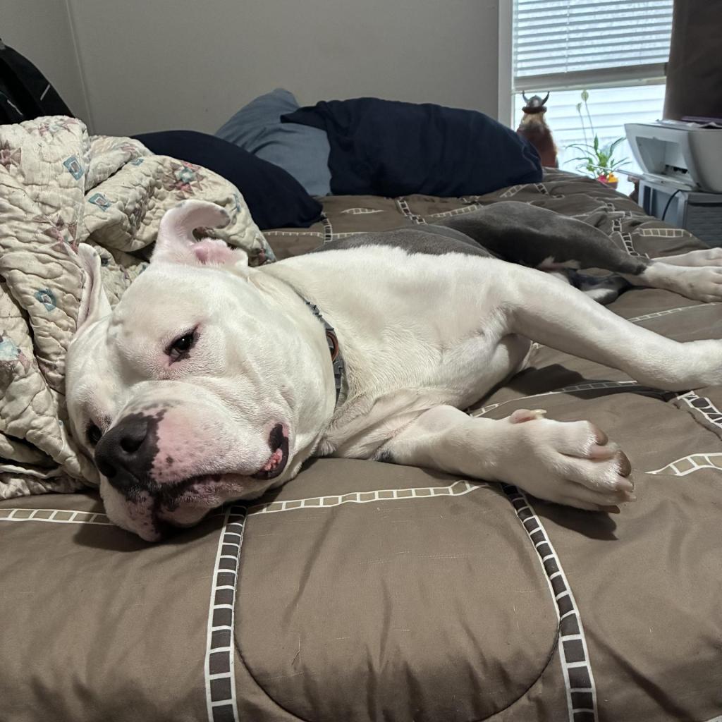 🥘 The best things to eat at the State Fair