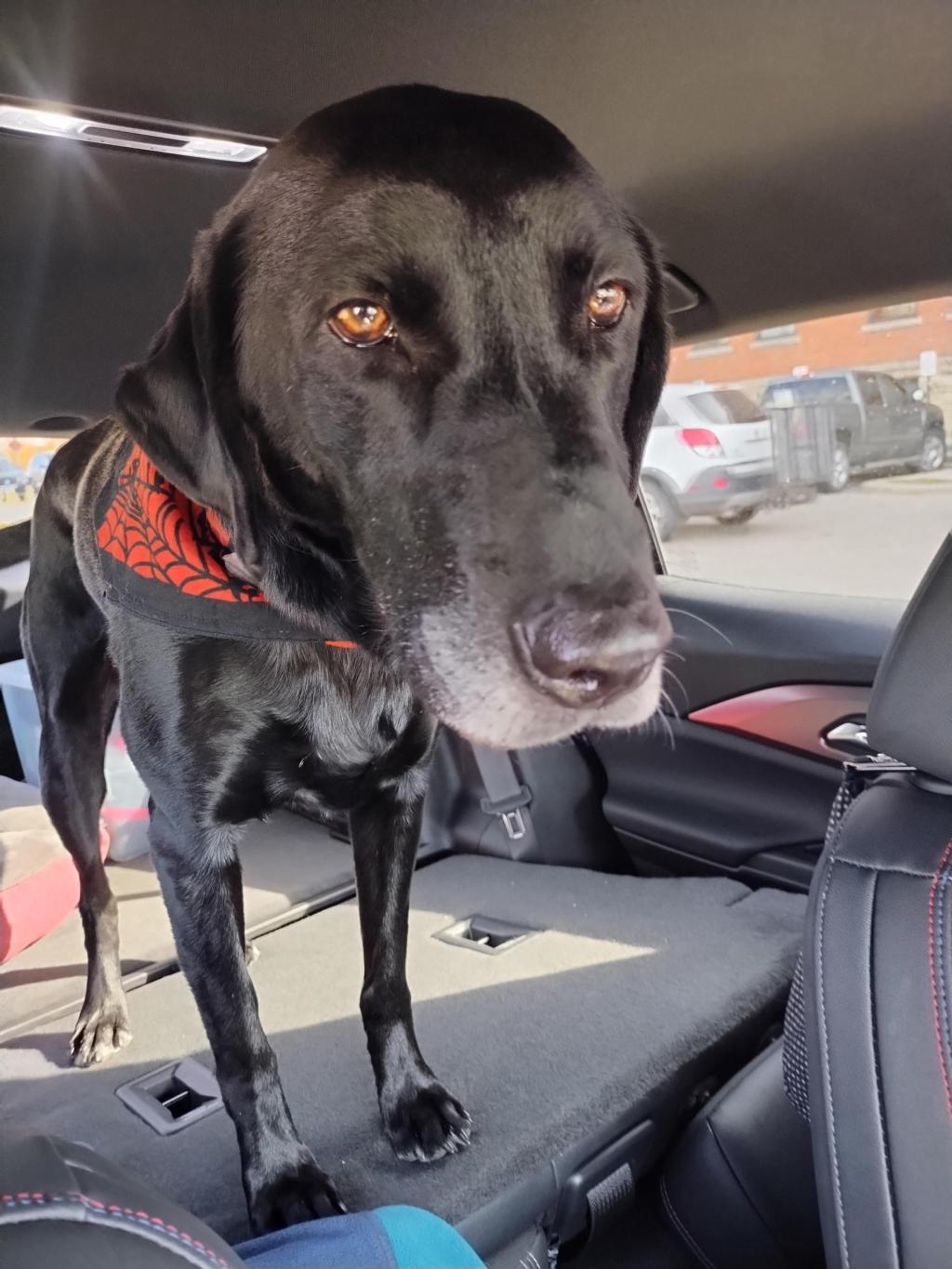 Have you seen the mountain lion in Iowa?