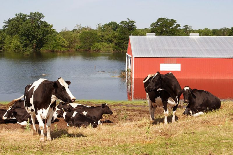 - JUNE 18: Cows moved to higher ground at a farm on June 18, 2008 outside of Conesville, Iowa. Record flooding in the midwest may push food prices up as much of the farmland will not be able to be farmed this year.