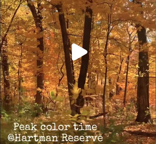 Hartman Reserve Nature Center Is ‘Un-be-leafable’ In The Fall