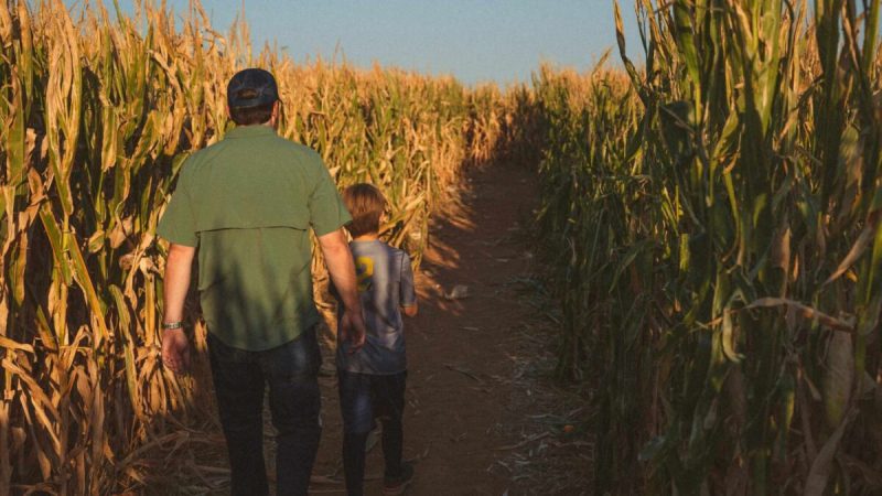 Corn mazes can provide hours of endless fun.