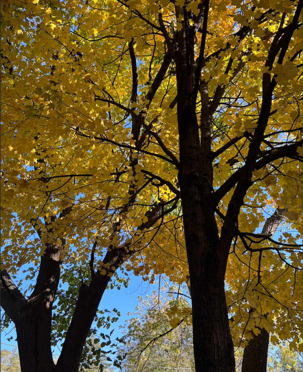 Iowa’s trees are at full color