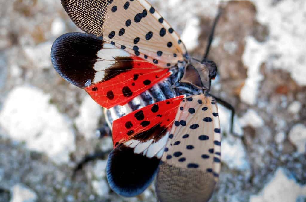 The spotted lanternfly has reached Iowa. Here’s why that could be a problem