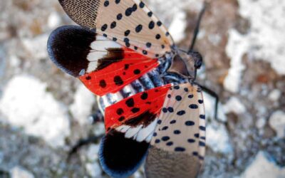 The spotted lanternfly has reached Iowa. Here’s why that could be a problem