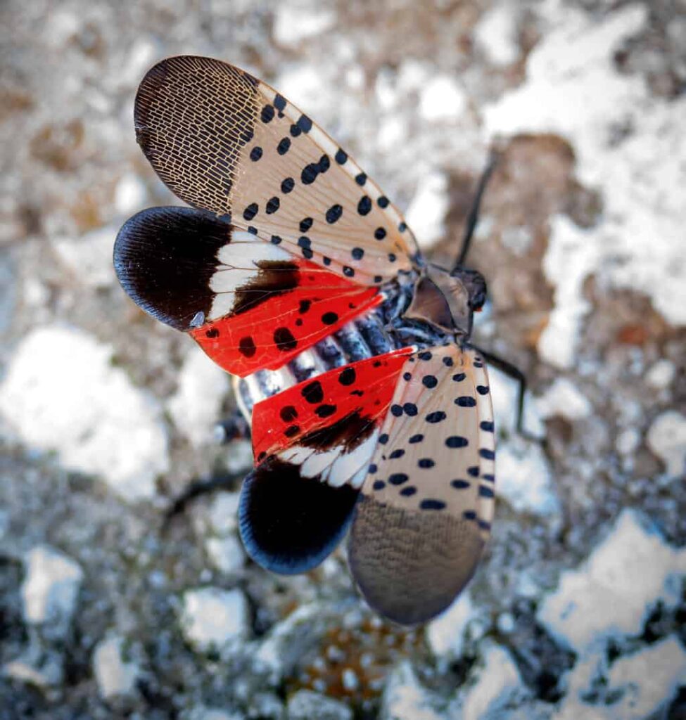 A spotted lanternfly was found in Des Moines in September. The invasive species could pose problems in the future.