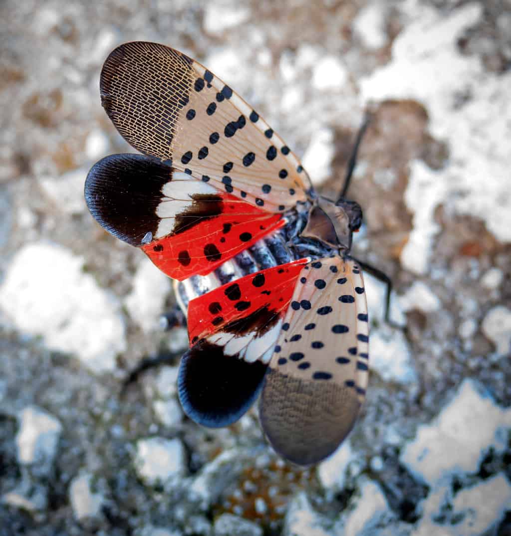 The spotted lanternfly has reached Iowa. Here’s why that could be a problem