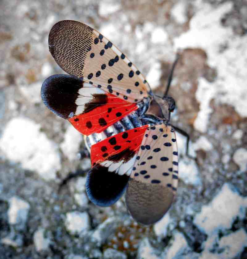 A spotted lanternfly was found in Des Moines in September. The invasive species could pose problems in the future.
