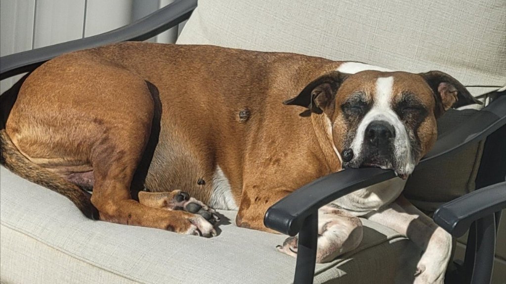 🎄 Chop your own Christmas tree at these 12 Iowa farms