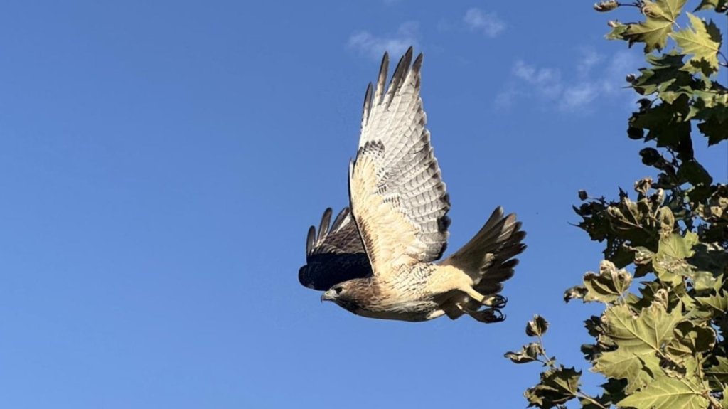 💜 9 Iowa acts of kindness we loved in 2025