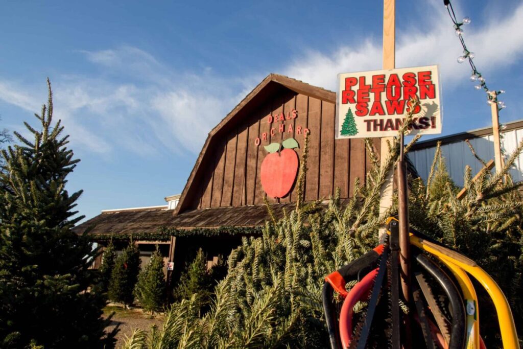 There’s nothing more festive than going to a tree farm, picking the perfect live tree, and cutting it down yourself.
